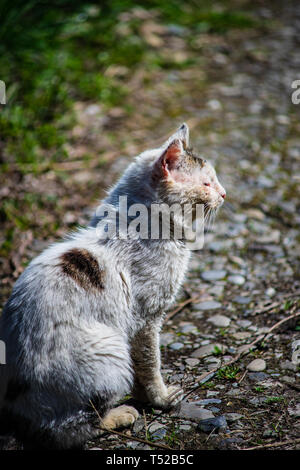 Weiß traurig heimatlose Katze sitzt im Freien Stockfoto