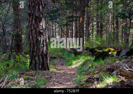 Pfad in den Wald in der Region Ardèche in Frankreich Stockfoto