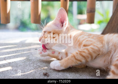 In der Nähe von Thai Orange und weiße Katze Kitty am Boden Stockfoto