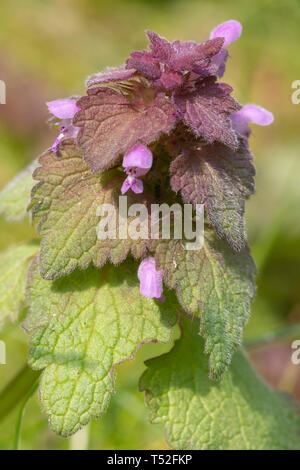 In der Nähe von Red Dead - brennnessel Pflanze (Lamium Purpureum), eine Wildflower in Großbritannien im Frühjahr Stockfoto