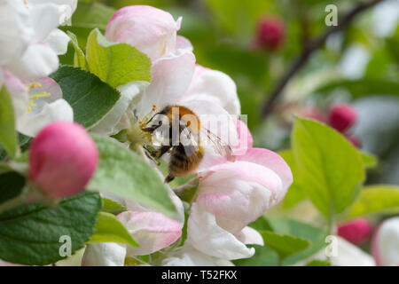 Biene sammelt Nektar und Pollen von Apfelblüte im Frühjahr (April), UK. Obstbaum Bestäubung. Stockfoto