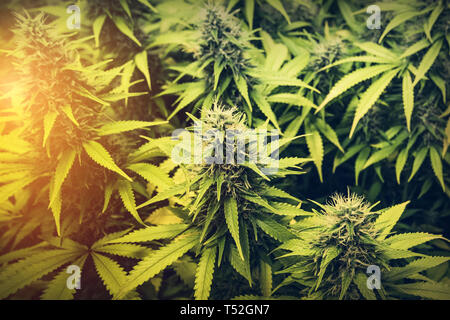 Cannabis - indoor medizinisches Marihuana Pflanzen Stockfoto