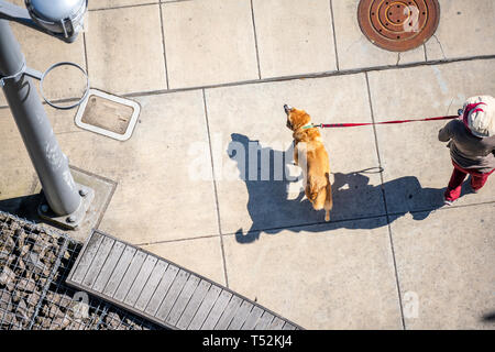 Eine Frau in einem Hut ist zu Fuß an der Leine entlang der Straße der Stadt von Ihrem geliebten Hund - ein Rothaariges Labrador, der glücklich ist, über die konkreten si zu starten Stockfoto