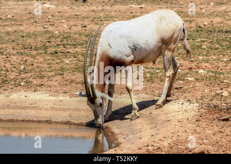 Scimitar Oryx oder scimitar-horned Oryx oder Sahara Oryx (Oryx dammah). Eine Antilope, die in der Wildnis ausgestorben (IUCN 2000), wieder eingeführt (2016) im Tschad, Afrika