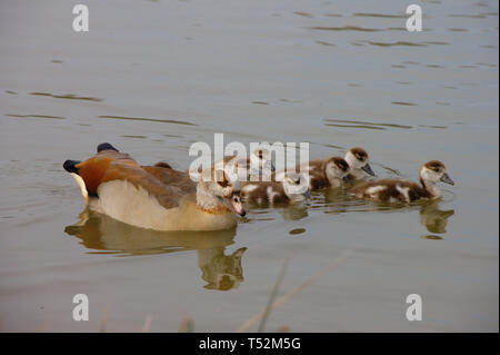 Nilgans (Alopochen Aegyptiaca) Familie, Mutter mit Küken Stockfoto