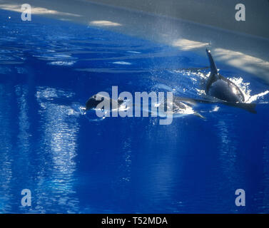 Las Vegas, Nevada, USA, 25. März 1994 Delfine am 25. März 1994 im Mirage Hotel und Casino in Las Vegas, Nevada, USA. Foto von Barry King/Alamy Stock Foto Stockfoto