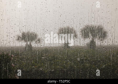 Palmen durch ein Fenster mit Regentropfen gesehen Stockfoto