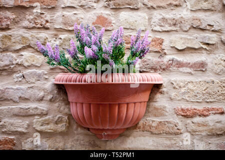 Blumentopf mit Lavendel Pflanze auf antiken Mauer. Italien, Marche. Stockfoto