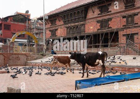 Kathmandu, Nepal - Oktober 28, 2017: Rinder im hinteren Bereich der Pashupatinath Tempel. Stockfoto