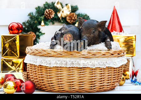 Zwei schwarze Schweine der Vietnamesischen Rasse sitzt in einem Weidenkorb in der Nähe der Weihnachtsdekoration. Süße kleine schwarze Ferkel mit lustigen Brille auf das Neue Jahr Stockfoto