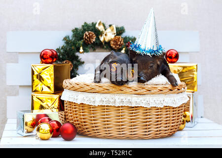 Zwei schwarze Schweine der Vietnamesischen Rasse sitzt in einem Weidenkorb in der Nähe der Weihnachtsdekoration. Süße kleine schwarze Ferkel mit lustigen Brille und Hut auf dem Stockfoto