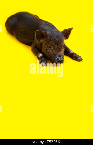 Eine schwarze kleine Schweine der Vietnamesischen Rasse liegt auf gelben Hintergrund. Stockfoto