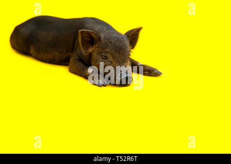 Eine schwarze kleine Schweine der Vietnamesischen Rasse liegt auf gelben Hintergrund. Stockfoto