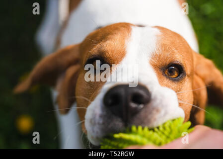 Tauziehen mit Beagle Hund auf einer Wiese im sonnigen Sommertag. Nahaufnahme Stockfoto