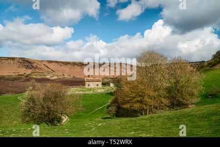 Verfallenes Bauernhaus tief im Loch der Horcum umgeben von Ackerland, Bäume, Heidekraut, und hügelige Landschaft im Frühjahr in der Nähe von Goathland, Yorkshire, Großbritannien. Stockfoto