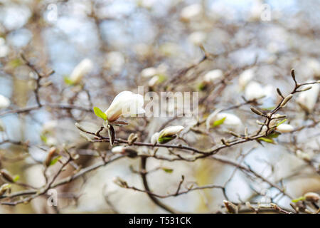 Auflösen von Magnolia Blumen in den Bäumen im Garten Stockfoto