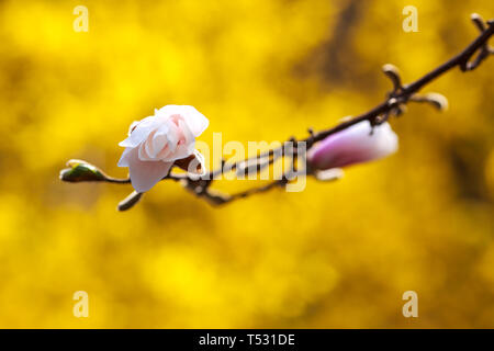 Auflösen von Magnolia Blumen in den Bäumen im Garten Stockfoto
