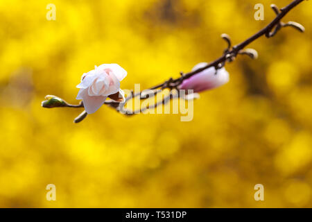 Auflösen von Magnolia Blumen in den Bäumen im Garten Stockfoto