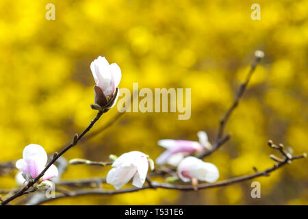 Auflösen von Magnolia Blumen in den Bäumen im Garten Stockfoto