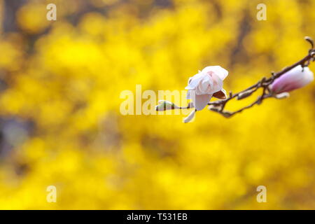 Auflösen von Magnolia Blumen in den Bäumen im Garten Stockfoto