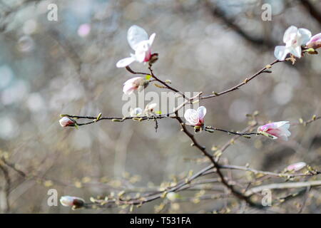 Auflösen von Magnolia Blumen in den Bäumen im Garten Stockfoto