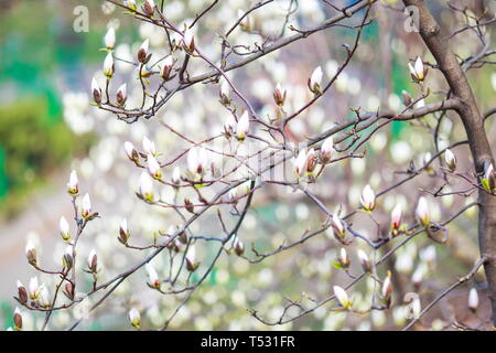 Auflösen von Magnolia Blumen in den Bäumen im Garten Stockfoto