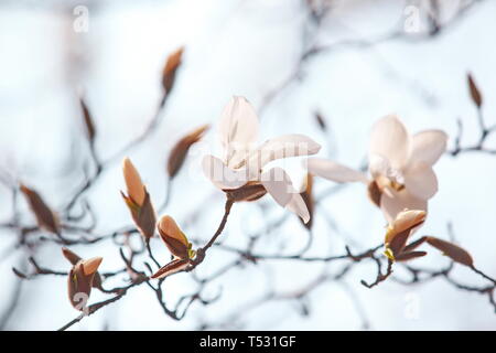 Auflösen von Magnolia Blumen in den Bäumen im Garten Stockfoto
