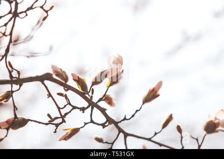 Auflösen von Magnolia Blumen in den Bäumen im Garten Stockfoto