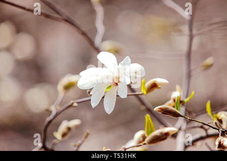 Auflösen von Magnolia Blumen in den Bäumen im Garten Stockfoto
