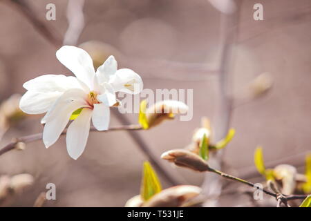 Auflösen von Magnolia Blumen in den Bäumen im Garten Stockfoto