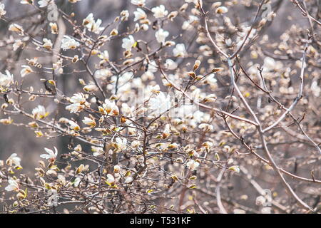 Auflösen von Magnolia Blumen in den Bäumen im Garten Stockfoto