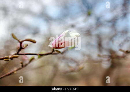 Auflösen von Magnolia Blumen in den Bäumen im Garten Stockfoto