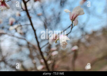 Auflösen von Magnolia Blumen in den Bäumen im Garten Stockfoto