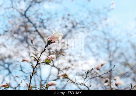 Auflösen von Magnolia Blumen in den Bäumen im Garten Stockfoto