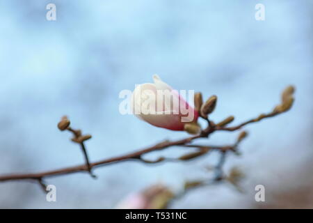 Auflösen von Magnolia Blumen in den Bäumen im Garten Stockfoto