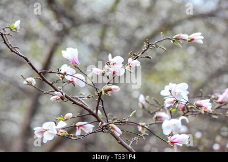 Auflösen von Magnolia Blumen in den Bäumen im Garten Stockfoto