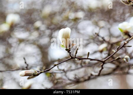 Auflösen von Magnolia Blumen in den Bäumen im Garten Stockfoto