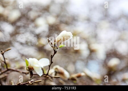 Auflösen von Magnolia Blumen in den Bäumen im Garten Stockfoto