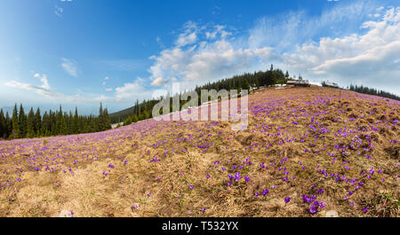 Blühende violette Crocus vernus) heuffelianus (alpenblumen auf Karpaten Hochplateau Tal, Ukraine, Europa. Schöne konzeptionelle Frühling oder Ohr Stockfoto