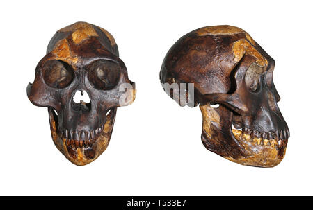 Schädel von Lucy Australopithecus afarensis Vordere und seitliche Vergleich Stockfoto