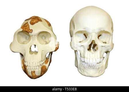 Schädel von Lucy Australopithecus afarensis vs modernen Menschen Homo sapiens Stockfoto