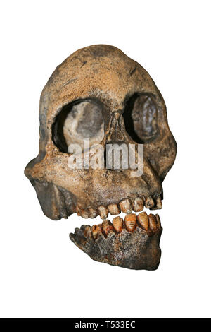 Taung Kind Schädel - Australopithecus africanus Stockfoto