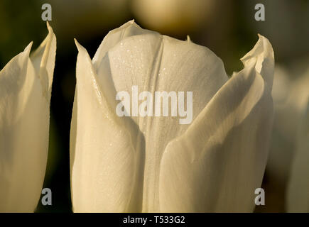 Nahaufnahme eines White Tulip mit dem Namen Duc Van Tol Weiß. Eine Lampe von 1820. In Lampe Garten Hortus Bulborum, Limmen, den Niederlanden fotografiert. Stockfoto