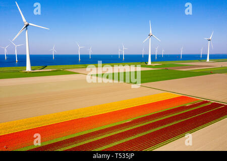 Typische holländische Landschaft mit Windrädern in Wasser mit rot/lila Tulpe Feld im Vordergrund. Stockfoto