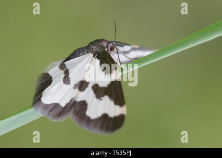 , Pieris Rapae, ein geometroid Motte Stockfoto