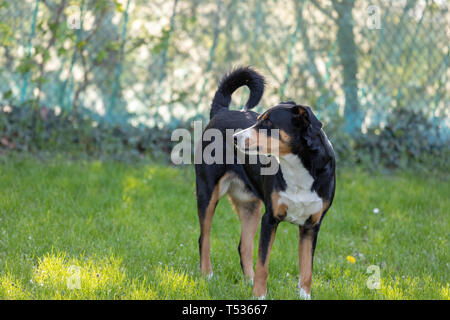 Appenzeller Sennenhund. Der Hund steht im Park im Frühling. Porträt einer Appenzeller Sennenhund Stockfoto