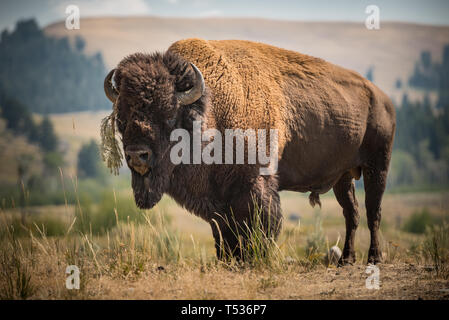 Amerikanischer Bison Stockfoto