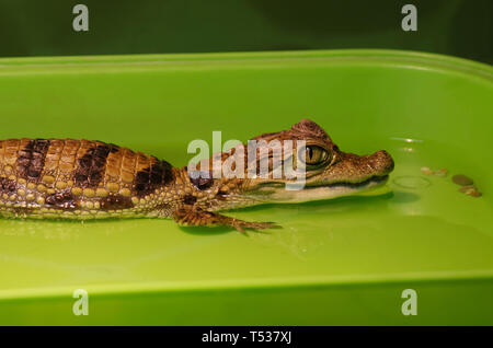 Kleines krokodil Cub in Wasser. Portrait - close-up. Reptilien, Amphibien. Stockfoto