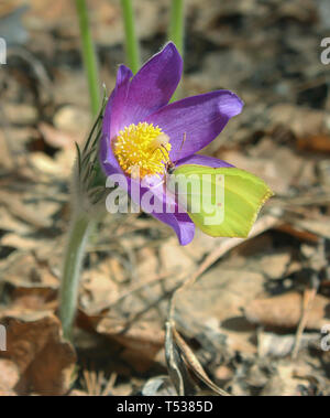 Gelben Schmetterling auf einer Blüte Schneeglöckchen. Pulsatilla Patens. Stockfoto