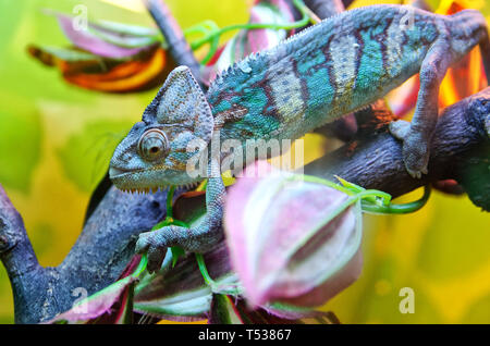 Chamäleon sitzt auf einem Ast und passt sich an einem bunten Umgebung. Reptilien, Eidechse. Stockfoto